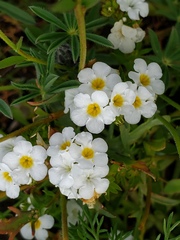 Plagiobothrys collinus californicus