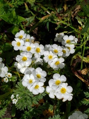 Plagiobothrys collinus californicus
