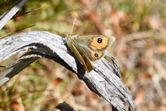 Argyrophenga janitae