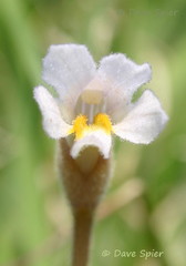 Aphyllon uniflorum