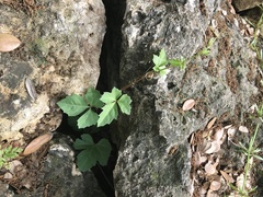 Cissus trifoliata