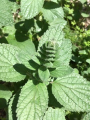 Scutellaria ovata bracteata