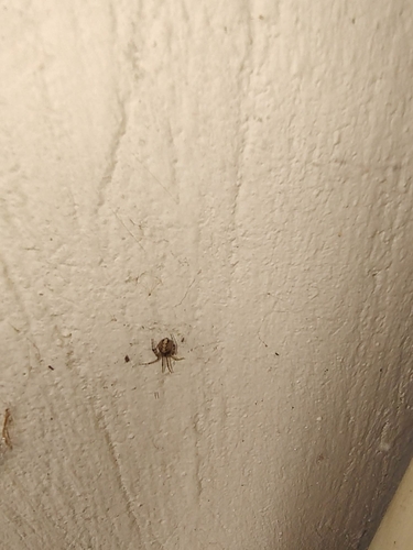 Theridion