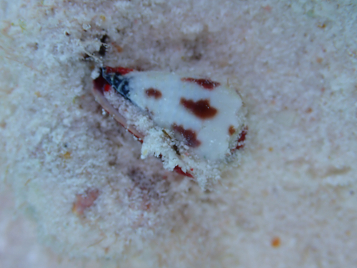 Conus sponsalis observed 2025-08-10
