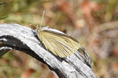 Argyrophenga janitae