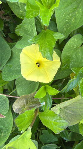 Ipomoea ochracea observed 2026-05-17