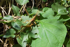Coryacris angustipennis