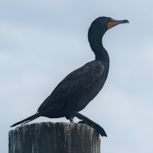 Cormorán Orejudo