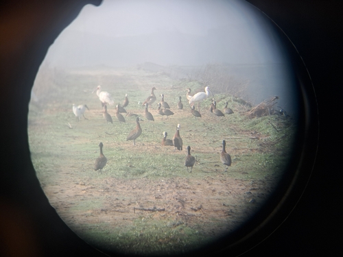 iNaturalist image