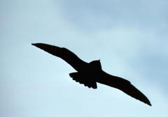 Falco peregrinus anatum