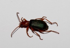 Brachinus crepitans