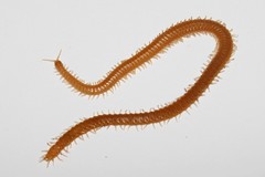 Bothriogaster signata