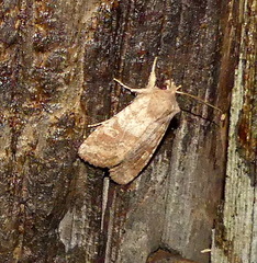 Lithophane semiusta
