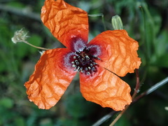 Papaver apulum