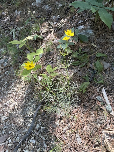Coreopsis verticillata