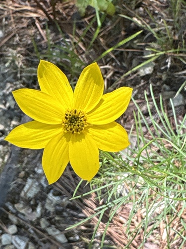 Coreopsis verticillata