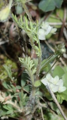 Papaver apulum