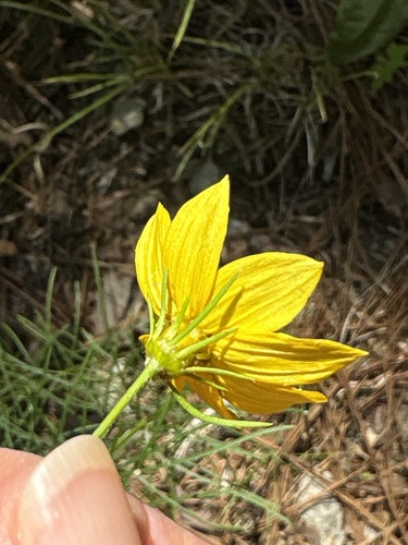 Coreopsis verticillata