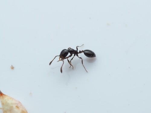 Monomorium emarginatum