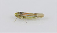 Erythridula praecisa