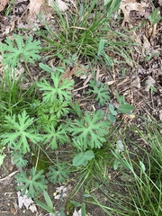Geranium bicknellii