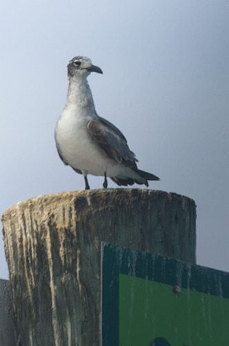 Laughing Gull