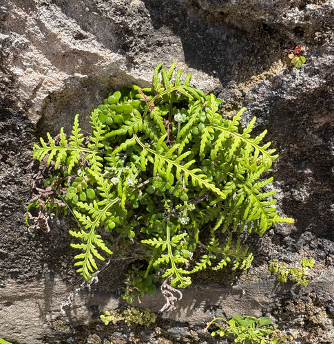 Pityrogramma chrysophylla observed 2026-05-17