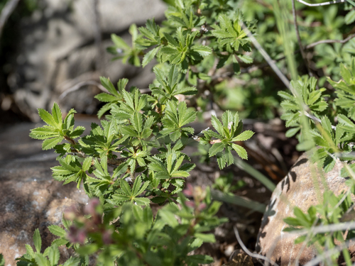 Ononis fruticosa, photograph 6
