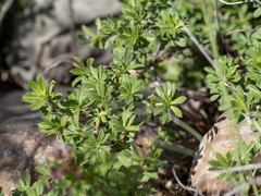 Ononis fruticosa, photograph (c) Aubin NORMAND, some rights reserved (CC BY)