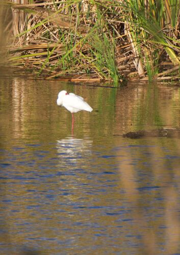 iNaturalist: (c) Shaun O'Connell, some rights reserved (CC BY-NC), uploaded by Shaun O'Connell iNaturalist image