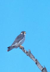 Falco peregrinus anatum