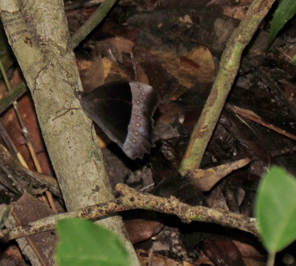Taygetis cleopatra