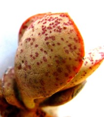 Adromischus inamoenus