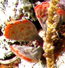 Adromischus inamoenus