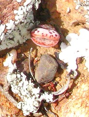 Adromischus inamoenus