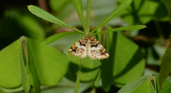 Enchoria lacteata
