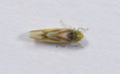 Erythridula praecisa