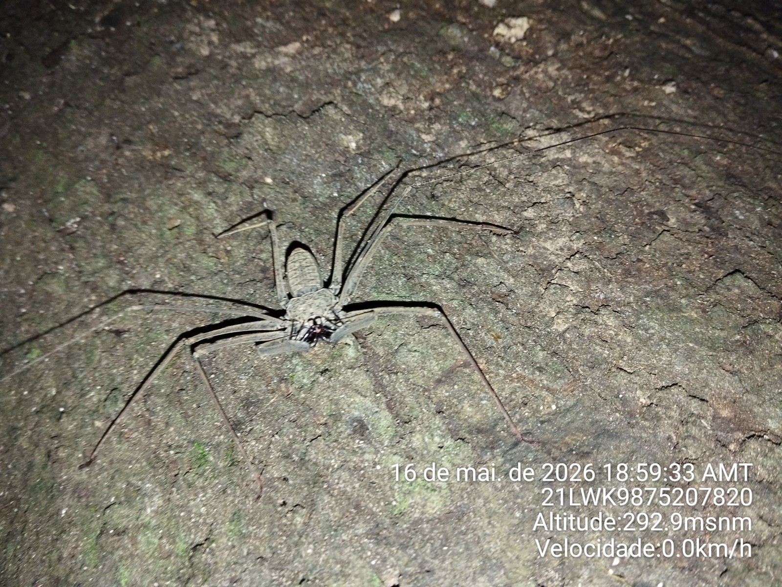 Heterophrynus batesii (Butler, 1873)