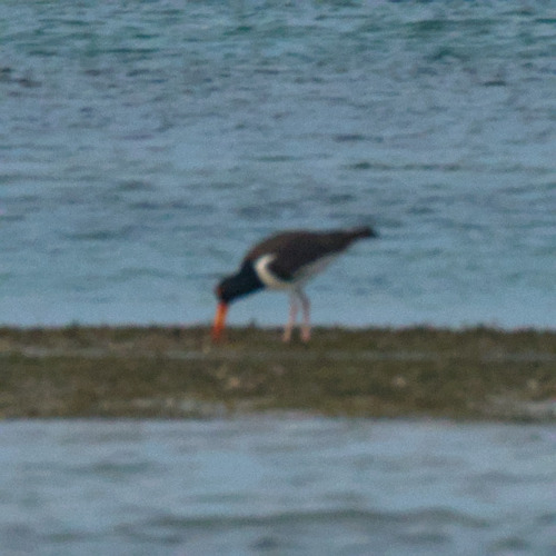 American Oystercatcher