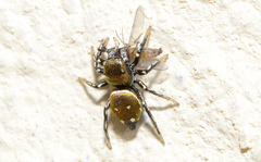 Heliophanus kochii