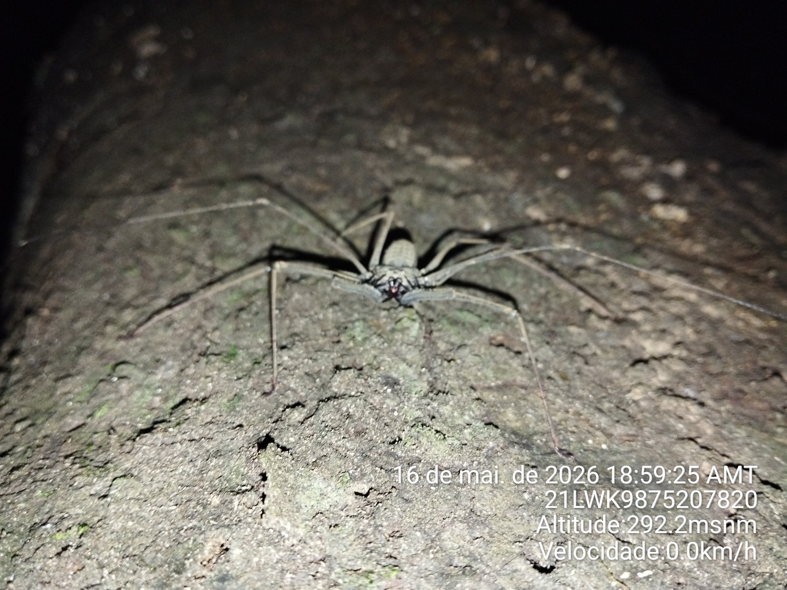 Heterophrynus batesii (Butler, 1873)