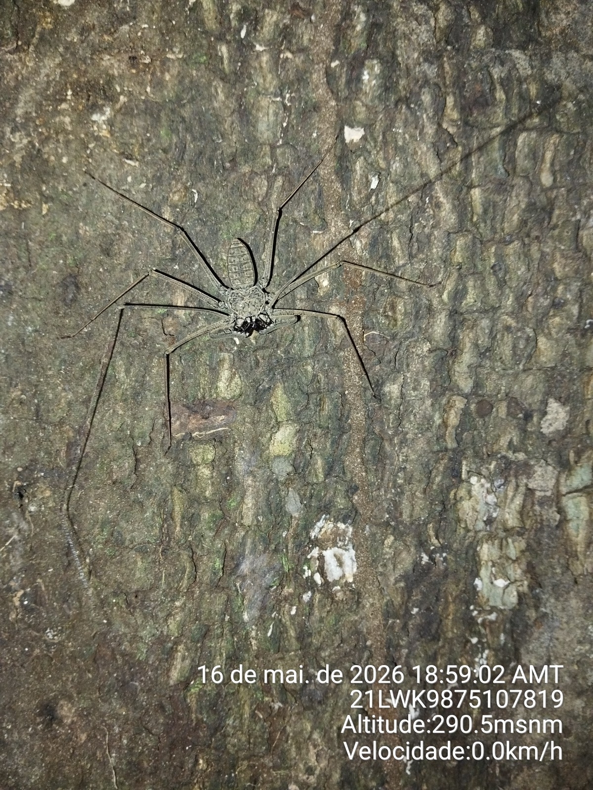 Heterophrynus batesii (Butler, 1873)