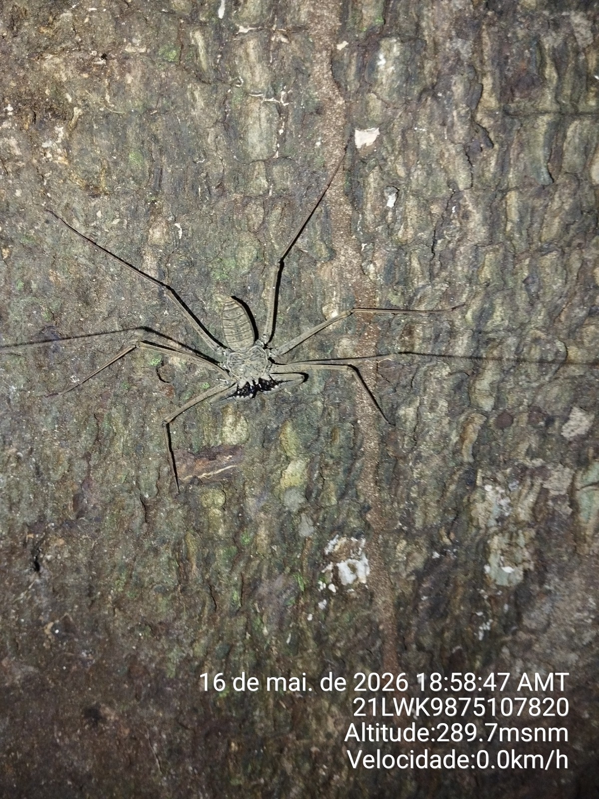 Heterophrynus batesii (Butler, 1873)
