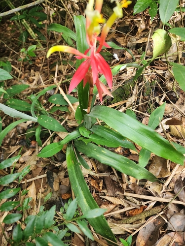 Billbergia lietzei