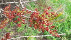 Pistacia terebinthus palaestina
