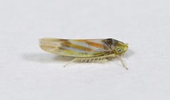 Erythridula praecisa