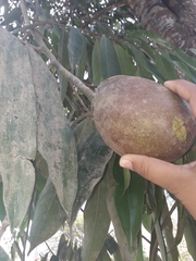 Mangifera indica