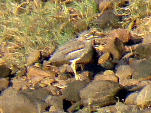 iNaturalist image