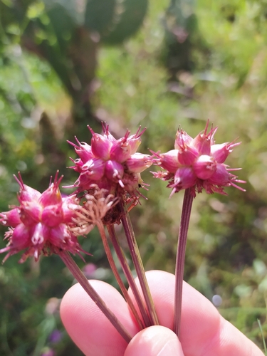 Mediterranean Water-dropwort