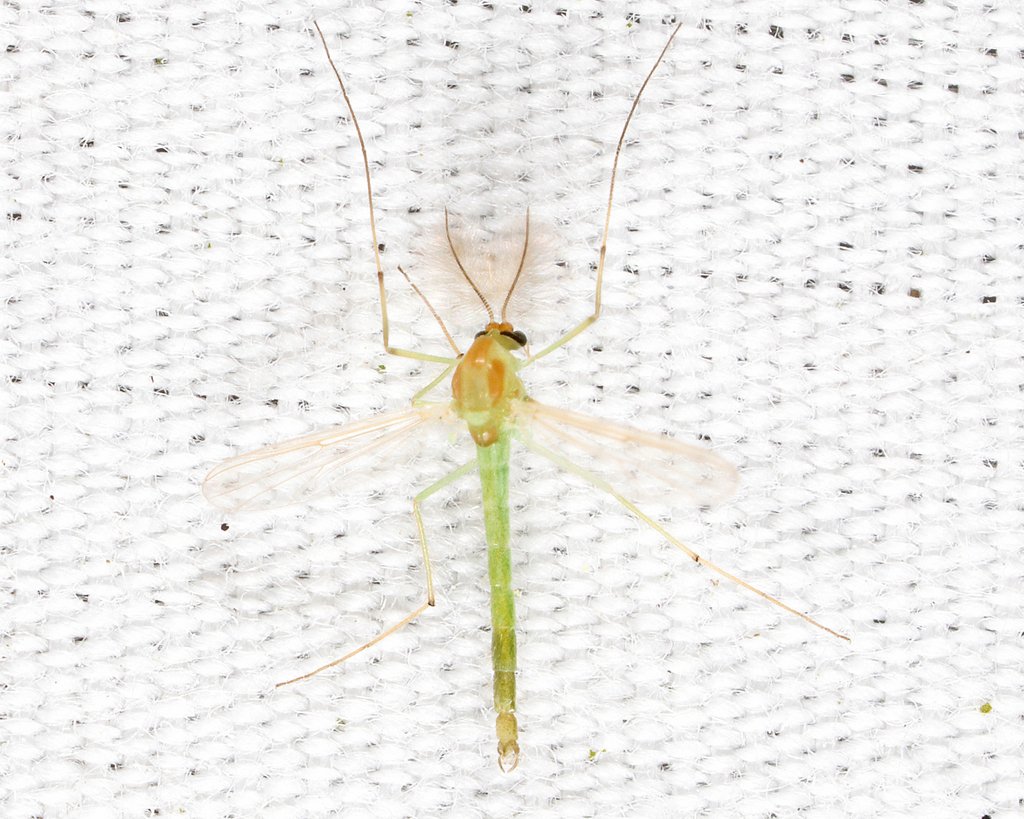 Dicrotendipes modestus
